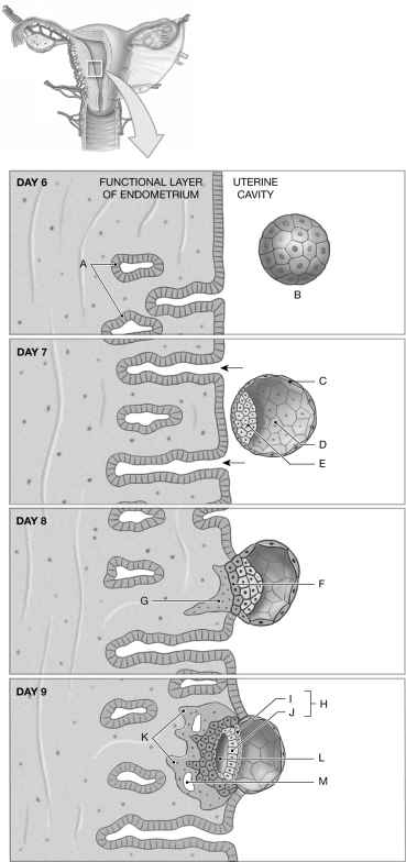 Figure 28.1     Using the figure above, identify the labeled part. -Label E: ______________________________