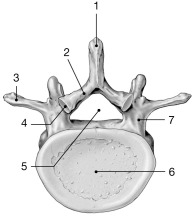    Figure 7-2 Typical Vertebra (inferior view)  Use Figure 7-2 to answer the following questions: -Where is the spinal cord located? A) 3 B) 4 C) 5 D) 6 E) 7