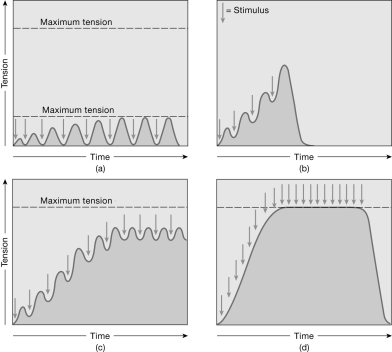    Figure 10-2 Muscle Contractions Use Figure 10-2 to answer the following question: -To produce a contraction similar to the one in graph (b) ,the muscle A) must be stimulated to the point of fatigue. B) must be stimulated again before it has relaxed from the previous stimulation. C) is excited by a stimulus of increasing intensity. D) is caused to produce isolated twitches. E) gradually warms up.