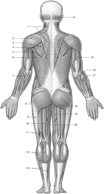    Figure 11-2 Major Posterior Skeletal Muscles Use Figure 11-2 to answer the following questions: -Identify the muscle labeled  2.  A) deltoid B) teres major C) sternocleidomastoid D) trapezius E) anconeus