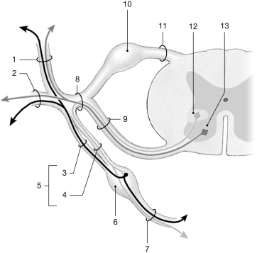    Figure 13-2 Spinal Nerves Use Figure 13-2 to answer the following questions: -What is the function of the structure labeled  13 ? A) sensory receptor for pain B) visceral sensory input C) somatic motor control D) somatic sensory input E) visceral motor control