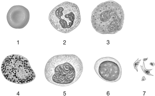    Figure 19-1 The Origins and Differentiation of Formed Elements Use Figure 19-1 to answer the following question: -Identify the cell labeled  4.  A) neutrophil B) lymphocyte C) platelet D) basophil E) monocyte