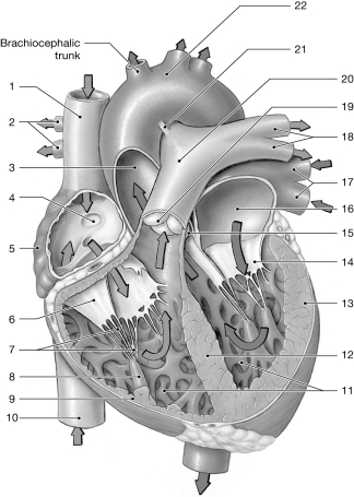    Figure 20-1 The Heart Use Figure 20-1 to answer the following question: -Identify the structure labeled  8.  A) moderator band B) pectinate muscles C) papillary muscles D) trabeculae carneae E) chordae tendineae
