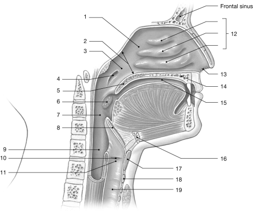    Figure 23-1 The Upper Airways Use Figure 23-1 to answer the following question: -What is the function of the structure labeled  8 ? A) forces air into the lungs B) causes air to swirl within the respiratory passageway C) prevents food from entering the larynx D) acts like a supplementary air pump E) prevents food from entering the pharynx