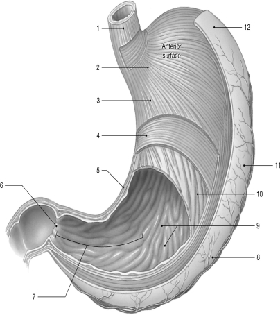    Figure 24-1 The Stomach (dissected)  Use Figure 24-1 to answer the following question: -Identify the structure labeled  7.  A) esophagus B) cardia C) lesser curvature D) greater curvature E) pylorus
