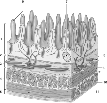    Figure 24-2 The Wall of the Small Intestine Use Figure 24-2 to answer the following question: -What is the layer labeled  3 ? A) mucosa B) submucosa C) muscularis externa D) muscularis mucosae E) serosa
