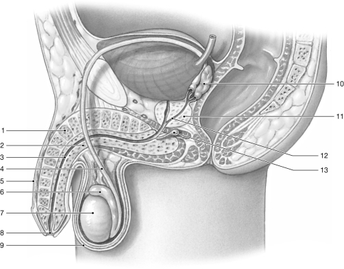   Figure 28-1 The Male Reproductive System Use Figure 28-1 to answer the following question: -Identify the structure labeled  12.  A) prostatic urethra B) ejaculatory duct C) ductus deferens D) vas deferens E) membranous urethra