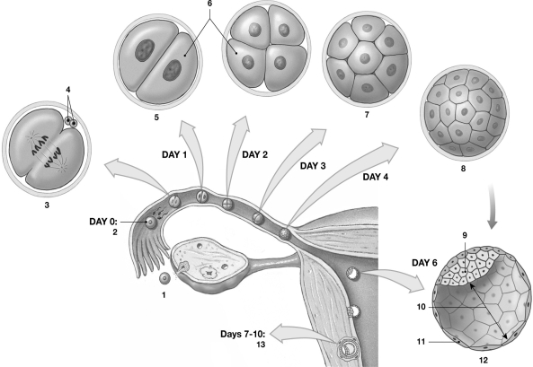 <strong> Figure 29-1 Early Human Development Use Figure 29-1 to answer the following questions: Identify the stage labeled 12.</strong> A)zygote B)early morula C)blastocyst D)trophoblast E)late morula
