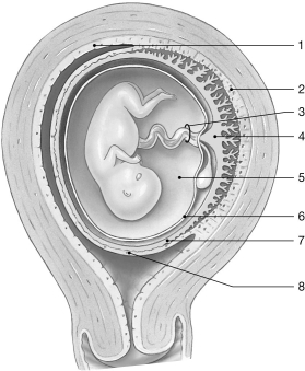 <strong> Figure 29-2 Fetus at 10 Weeks Use Figure 29-2 to answer the following questions: Identify the structure labeled 4.</strong> A)amnion B)chorion C)decidua basalis D)placenta E)endometrium