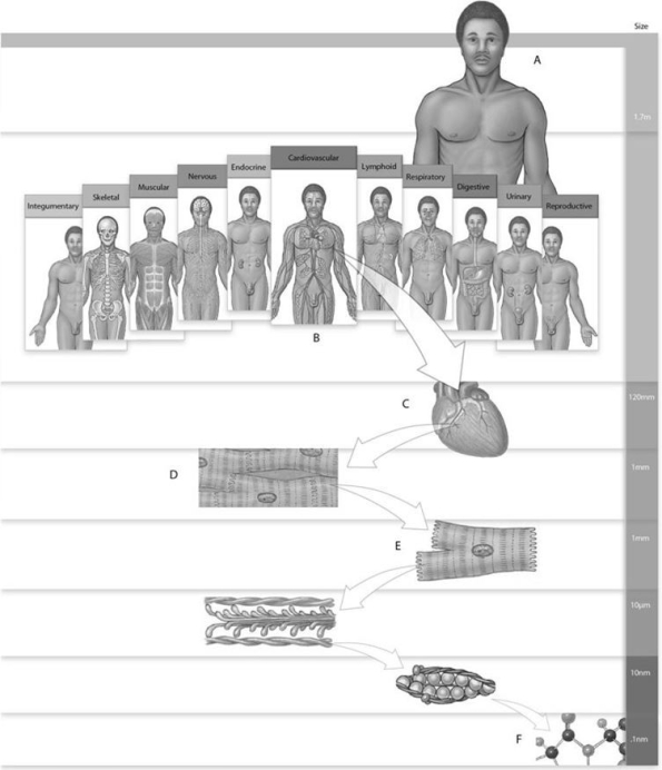 Figure 1.1     Using the figure above, answer the following questions. -Label D is which level of organization? A)  Organ system B)  Chemical C)  Tissue D)  Organ E)  Molecular