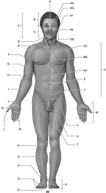 Figure 1.2     Using the figure above, answer the following questions. -What is the anatomical term for Label N? A)  Palma B)  Popliteus C)  Patella D)  Pes E)  Planta