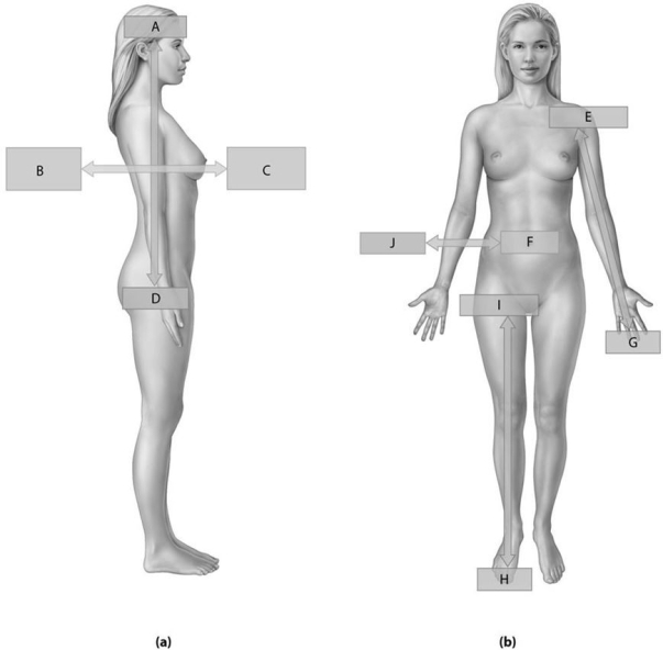 Figure 1.4     Using the figure above, answer the following questions. -What is the directional term for Label D? A)  Caudal B)  Dorsal C)  Superficial D)  Anterior E)  Superior