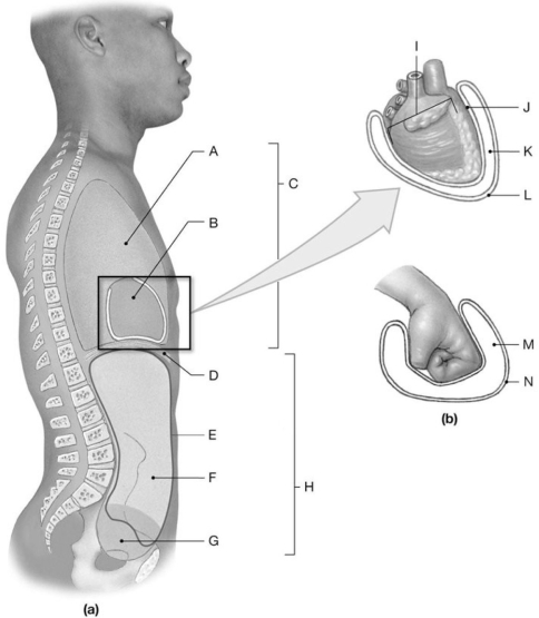 Figure 1.5     Using the figure above, answer the following questions. -What is the anatomical term for Label A? A)  Pericardial cavity B)  Peritoneal cavity C)  Pleural cavity D)  Pelvic cavity E)  Abdominal cavity
