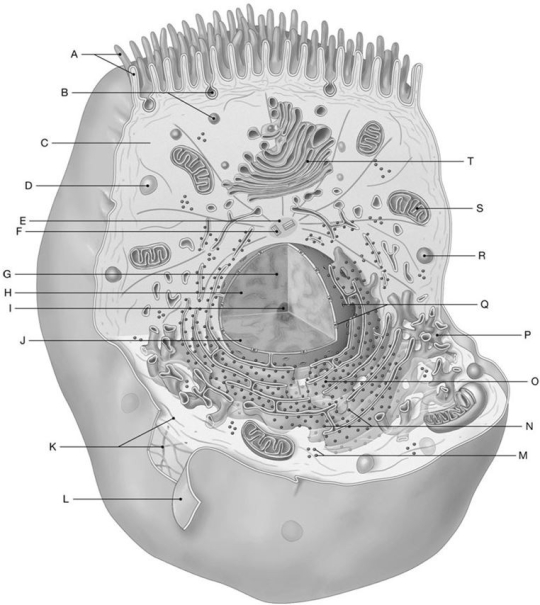 Figure 2.1     Using the figure above, answer the following questions. -What is the anatomical term for Label G? A)  Nucleoplasm B)  Centrosome C)  Cytoskeleton D)  Chromatin E)  Centriole