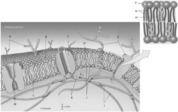 Figure 2.2     Using the figure above, identify the labeled parts. -What is the anatomical term for Label K? A)  Peripheral glycocalyx B)  Gated channel C)  Peripheral proteins D)  Hydrophilic tails E)  Peripheral cholesterol
