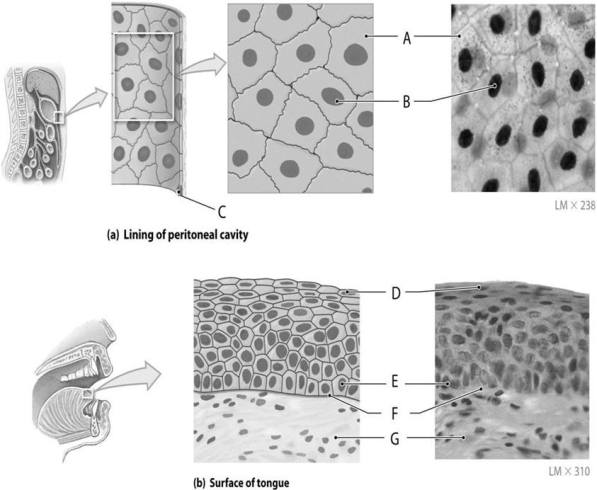 Figure 3.1     Using the figure above, answer the following questions. -Identify the specific structure indicated by Label A. A)  Plasma membrane B)  Matrix C)  Lamina lucida D)  Peritoneum E)  Cytoplasm