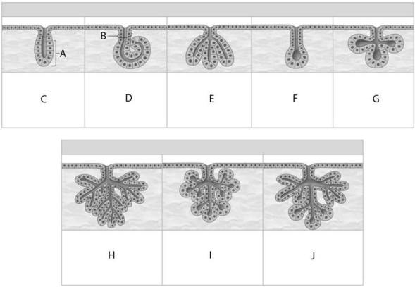 Figure 3.2     Using the figure above, identify the gland features and types. -Identify the gland indicated by Label G. A)  Simple coiled acinar B)  Simple branched tubular C)  Simple tubular D)  Simple branched alveolar E)  None of the answers are correct.