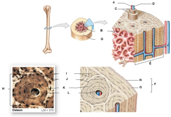 Figure 3.4    -Identify the specific structure indicated by Label B. A)  Compact bone B)  Lamellae C)  Perichondrium D)  Canaliculi E)  Spongy bone