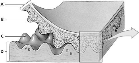 Figure 4.3     Using the figure above, identify the specified labeled part indicated in each of the following questions. -Identify the structure indicated by Label C. A)  Lamina lucida B)  Reticular layer C)  Dermal papilla D)  Lamina densa E)  Stratum basale