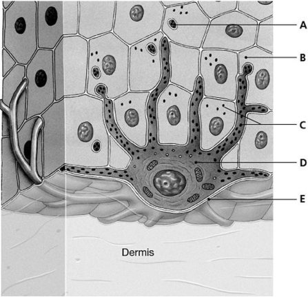 Figure 4.4     Using the above-referenced drawing of the stratum basale of a dark-skinned person, indicate the specified labeled part in each of the following questions. -Identify the structure indicated by Label D. A)  Lymphocyte B)  Merkel cell C)  Keratinocyte D)  Adipocyte E)  Melanocyte