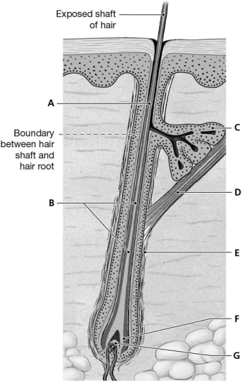 Figure 4.5     Using the above-referenced drawing of a single hair follicle in longitudinal section, indicate the specified labeled part in each of the following questions. -Identify the structure indicated by Label C. A)  Apocrine gland B)  Serous gland C)  Merocrine gland D)  Sebaceous gland E)  Eccrine gland
