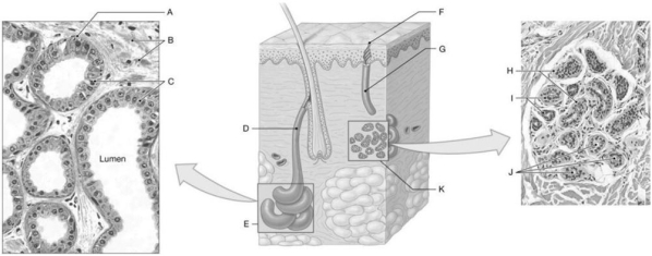 Figure 4.6     Using the above-referenced micrographs and diagram, identify the specified labeled part in each of the following questions. -Identify the structure indicated by Label C. A)  Merocrine gland cells B)  Apocrine gland cells C)  Eccrine gland cells D)  Myoepithelial cells E)  Basal cells