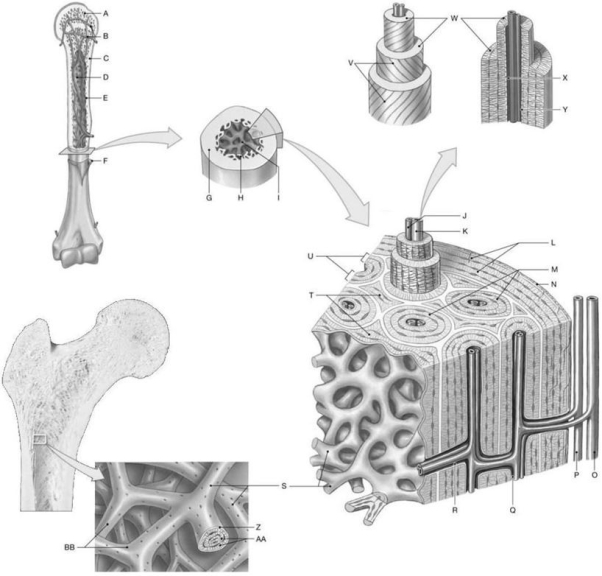 Figure 5.1     Using the above-referenced diagrams depicting the internal organization in representative bones, identify the specified labeled part in each of the following questions. -Identify the structure indicated by Label Z. A)  Endosteum B)  Periosteum C)  Sharpey's fiber D)  Central canal E)  Osteon