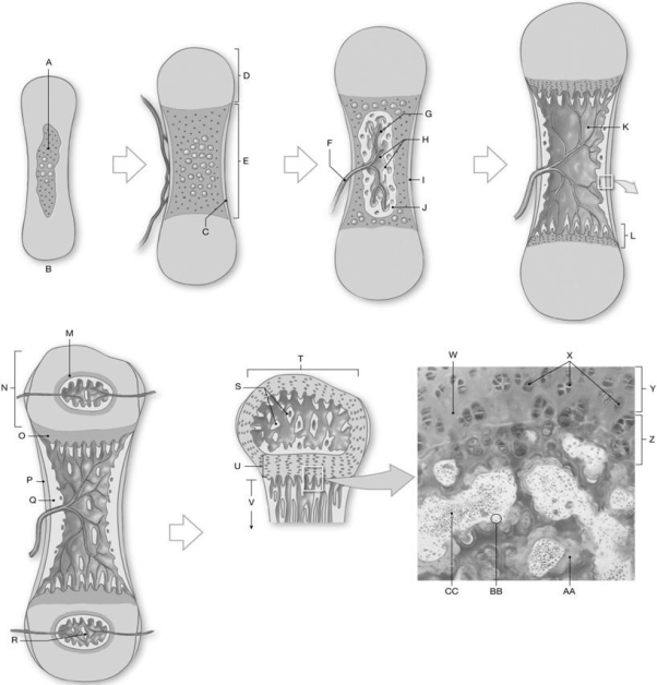 Figure 5.2     Using the above-referenced figures depicting steps in endochondral ossification, identify the specified labeled part in each of the following questions. -Identify the structure indicated by Label S. A)  Diaphysis B)  Metaphysis C)  Spongy bone D)  Compact bone E)  Superficial bone