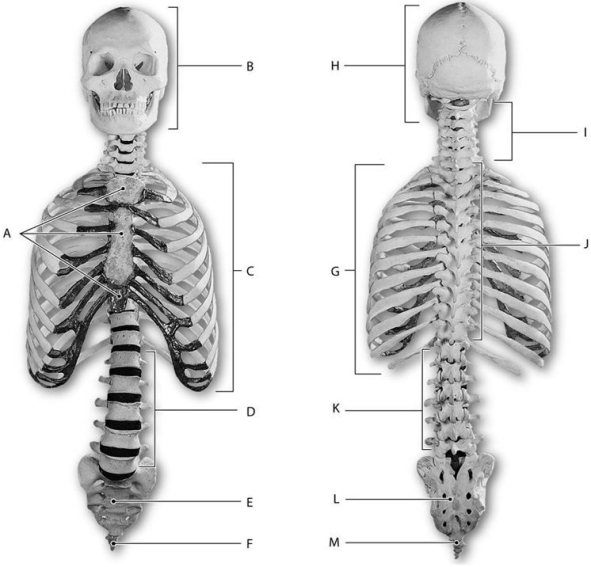 Figure 6.1     Using the above-referenced figures of the anterior (left side) and posterior (right side) views of the axial skeleton, identify the specified labeled part indicated in each of the following questions. -Identify the structure indicated by Label C. A)  Thoracic vertebrae B)  Scapula C)  Clavicle D)  Cranium E)  Ribs