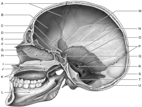Figure 6.3     Using the above-referenced figure of the midsagittal view of the right side of the skull, identify the specified labeled part in each of the following questions. -Identify the structure indicated by Label M. A)  Occipital bone B)  Parietal bone C)  Frontal bone D)  Sphenoid E)  Temporal bone