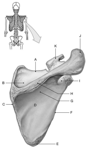 Figure 7.2     Using the above-referenced posterior view of the scapula, identify the specified labeled part in each of the following questions. -Identify the structure indicated by Label B. A)  Acromion B)  Spine C)  Infraspinous fossa D)  Supraspinous fossa E)  Subscapular fossa