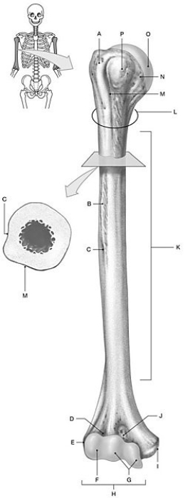 Figure 7.3     Using the above-referenced figure of the anterior view of the humerus, identify the specified labeled part in each of the following questions. -Identify the structure indicated by Label B. A)  Trochlea B)  Lesser tubercle C)  Capitulum D)  Deltoid tuberosity E)  Greater tubercle