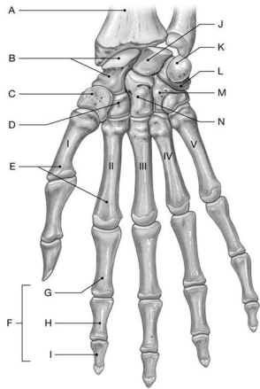 Figure 7.6     Using the above-referenced figure of the anterior (palmar) view of the bones of the right wrist and hand, identify the specified labeled part in each of the following questions. -Identify the structure indicated by Label M. A)  Hamate B)  Pisiform C)  Lunate D)  Scaphoid E)  Capitate