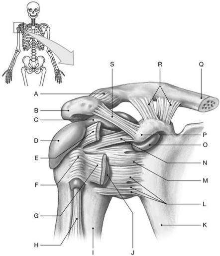 Figure 8.3     Using the above-referenced anterior view of the right shoulder joint, identify the specified labeled items in each of the following questions. -Identify the structure(s)  indicated by Label H. A)  Tendon of supraspinatus muscle B)  Tendon of coracobrachialis muscle C)  Tendon of biceps brachii muscle D)  Tendon of brachialis muscle E)  Tendon of infraspinatus muscle