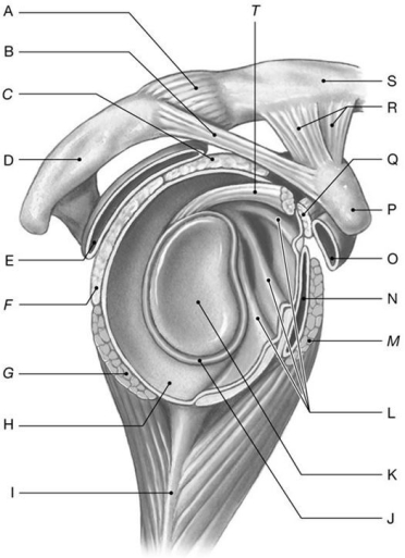 Figure 8.4     Using the above-referenced lateral view of the right shoulder joint (humerus removed) , identify the specified labeled items in each of the following questions. -Identify the structure(s)  indicated by Label G. A)  Supraspinatus muscle B)  Infraspinatus muscle C)  Subscapularis muscle D)  Teres major muscle E)  Teres minor muscle