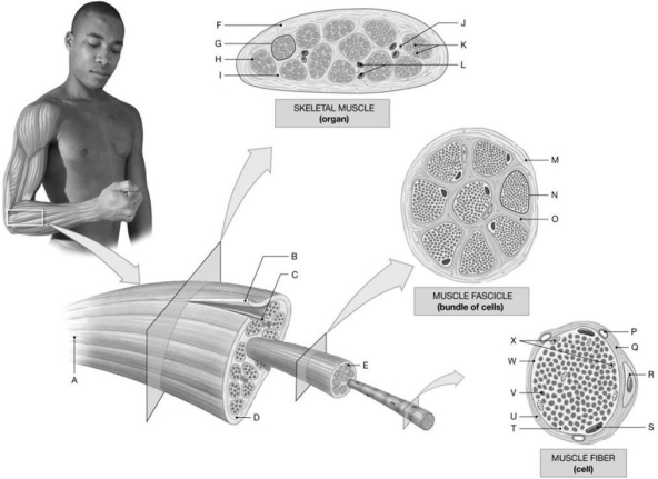 Figure 9.1     Using the diagrams of the structural organization of skeletal muscle, identify the specified labeled part in each of the following questions. -Identify the specific structure indicated by Label E. A)  Periosteum B)  Endosteum C)  Sarcolemma D)  Perimysium E)  Endomysium
