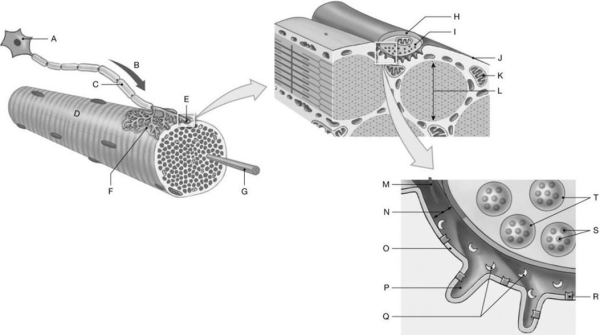 Figure 9.3     Using the diagrams depicting different views of the neuromuscular synapse, identify the specified labeled part in each of the following questions. -Identify the specific structure indicated by Label Q. A)  Acetylcholine molecules B)  Calcium ions C)  Glycogen D)  ATP molecules E)  Acetylcholinesterase molecules