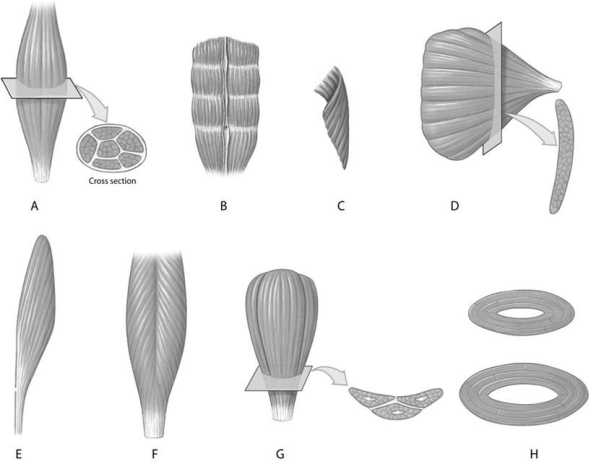 Figure 9.4     Using the above-referenced figures depicting skeletal muscle fiber organization, identify the specific labeled part indicated in each of the following questions. -Identify the specific structure indicated by Label C. A) Rectus muscle B) Orbicularis muscle C) Unipennate muscle D) Circular muscle E) Wrapping muscle