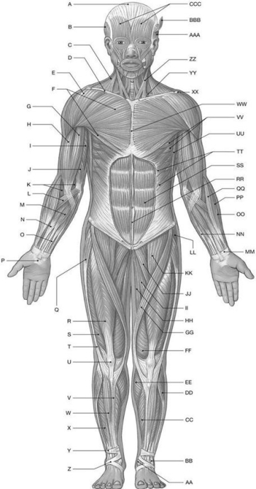 Figure 10.1     Using the above-referenced diagrammatic anterior view of the major superficial axial and appendicular muscles, identify the specified labeled item(s) in each of the following questions. -Identify the structure(s)  indicated by Label G. A)  Biceps brachii muscle B)  Brachialis muscle C)  Triceps brachii muscle D)  Brachioradialis muscle E)  Pronator teres muscle