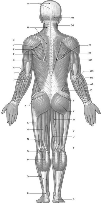Figure 10.2     Using the above-referenced diagrammatic posterior view of the major superficial axial and appendicular muscles, identify the specified labeled item(s) in each of the following questions. -Identify the structure(s)  indicated by Label Y. A)  Iliopsoas B)  Gluteus medius C)  Tensor fasciae latae D)  External oblique E)  Gluteus maximum