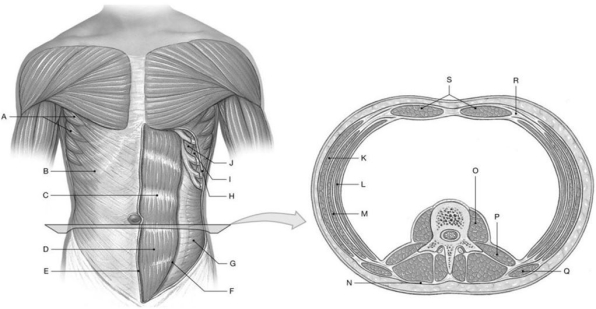 Figure 10.4     Using the above-referenced anterior view of the trunk, showing superficial and deep members of the oblique and rectus groups, and the horizontal section through the abdominal region, identify the specified labeled item(s) in each of the following questions. -Identify the structure(s)  indicated by Label O. A)  Quadratus lumborum B)  Erector spinae muscles C)  Latissimus dorsi D)  Psoas major E)  Internal oblique