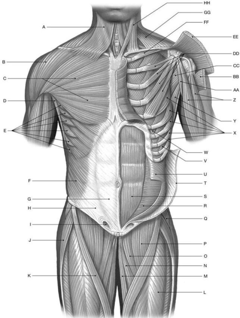 Figure 11.2     Using the above-referenced figure of the anterior view of the superficial and deep muscles of the trunk and proximal limb, identify the specified labeled structure(s)  in each of the following questions. -Identify the structure(s)  indicated by Label U. A)  Serratus anterior B)  Rectus abdominis C)  External oblique D)  Internal oblique E)  Iliopsoas