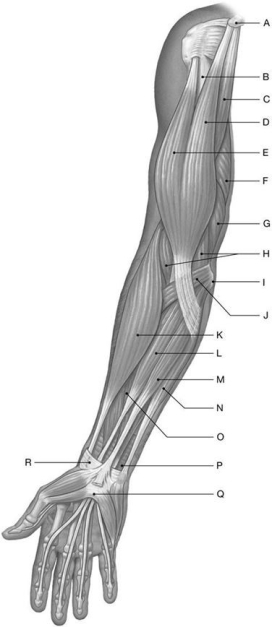 Figure 11.3     Using the above-referenced figure of the anterior view of the superficial muscles of the right upper limb, identify the specified labeled structure(s)  in each of the following questions. -Identify the structure(s)  indicated by Label J. A)  Brachioradialis B)  Pronator teres C)  Flexor carpi ulnaris D)  Flexor carpi radialis E)  Flexor digitorum superficialis