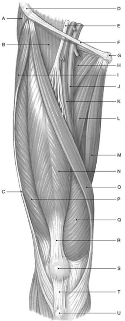 Figure 11.5     Using the above-referenced diagram of the anterior view of the superficial muscles of the right thigh, identify the specified labeled structure(s)  in each of the following questions. -Identify the structure(s)  indicated by Label N. A)  Rectus femoris B)  Sartorius C)  Tensor fasciae latae D)  Adductor longus E)  Gracilis