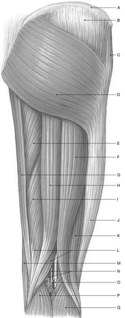 Figure 11.6     Using the above-referenced diagram of the posterior view of superficial muscles of the right thigh, identify the specified labeled structure(s)  in each of the following questions. -Identify the structure(s)  indicated by Label C. A)  Gluteus medius B)  Tensor fasciae latae C)  Adductor magnus D)  Gracilis E)  Sartorius