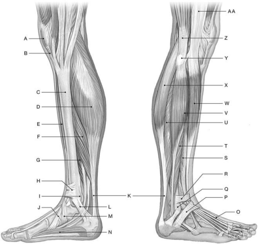 Figure 11.7     Using the above-referenced diagrams of the medial and lateral views of the superficial muscles of the right leg, identify the specified labeled structure(s)  in each of the following questions. -Identify the structure(s)  indicated by Label U. A)  Plantaris B)  Extensor hallucis longus C)  Gastrocnemius D)  Soleus E)  Extensor digitorum longus