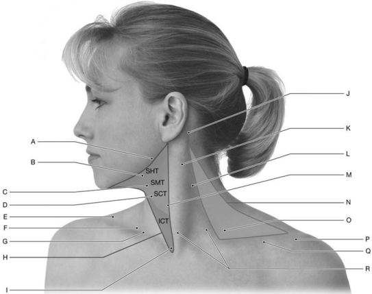 Figure 12.1     Using the above-referenced view of the lateral neck, identify the specified labeled structure(s)  in each of the following questions. -Identify the structure(s)  indicated by Label H. A)  Nuchal region B)  Sternocleidomastoid region C)  Location of brachial plexus D)  External jugular vein beneath platysma E)  Anterior cervical triangle