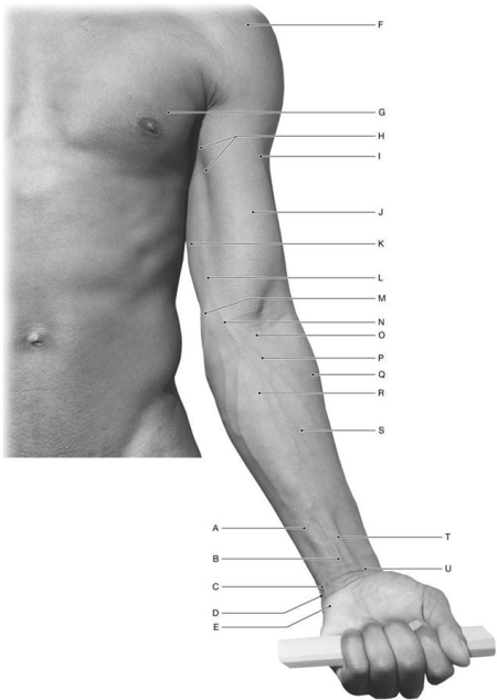 Figure 12.3     Using the above-referenced anterior view of the left arm, forearm, and wrist, identify the specified labeled structure(s)  in each of the following questions. -Identify the structure(s)  indicated by Label H. A)  Coracobrachialis muscle B)  Biceps brachii muscle C)  Medial epicondyle D)  Triceps brachii muscle E)  Cephalic vein