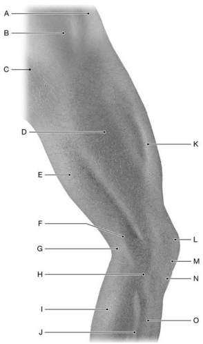 Figure 12.4     Using the above-referenced diagram of the lateral surface of the right thigh and gluteal region, identify the specified labeled structure(s)  in each of the following questions. -Identify the structure(s)  indicated by Label B. A)  Vastus lateralis muscle B)  Adductor longus muscle C)  Gluteus maximus muscle D)  Gluteus medius muscle E)  Tensor fasciae latae muscle