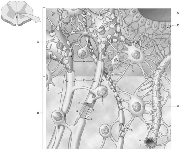 Figure 13.1     Using the above-referenced histological diagram of neural tissue in the CNS, identify the specified labeled structure(s)  in each of the following questions. -Identify the structure(s)  indicated by Label G. A)  Dendrite B)  Nucleus C)  Basal lamina D)  Axon E)  Soma